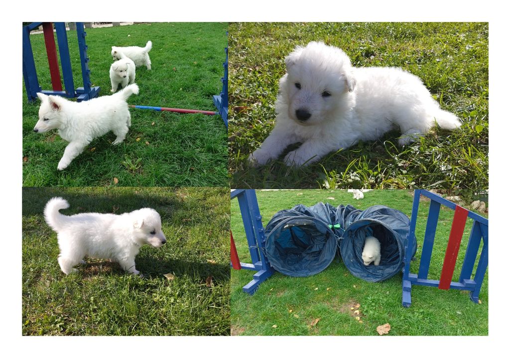 De La Croix Naudin - Chiot disponible  - Berger Blanc Suisse