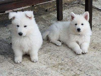 De La Croix Naudin - Berger Blanc Suisse - Portée née le 24/08/2024