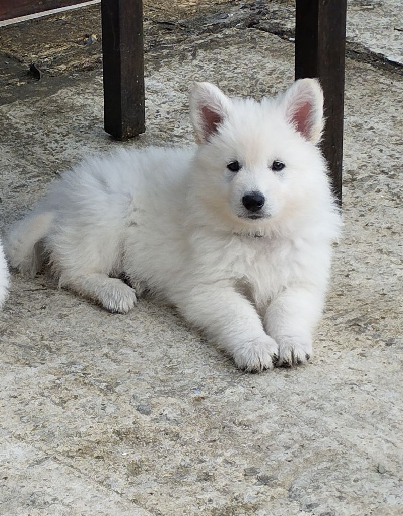 De La Croix Naudin - Chiot disponible  - Berger Blanc Suisse