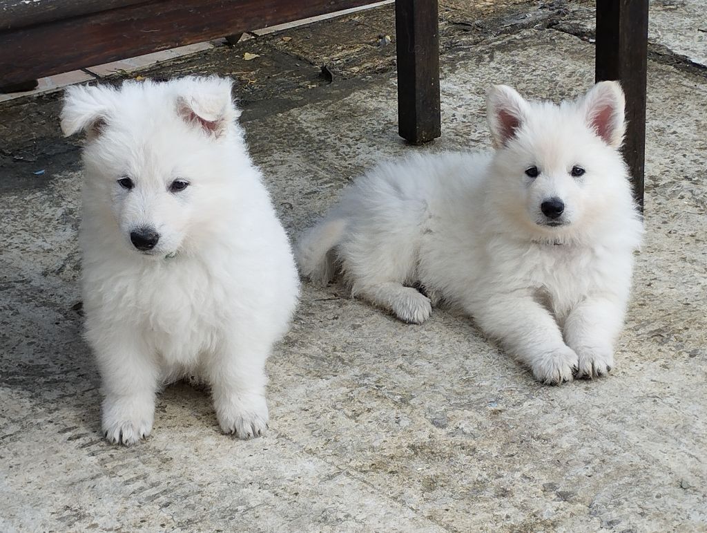 chiot Berger Blanc Suisse De La Croix Naudin