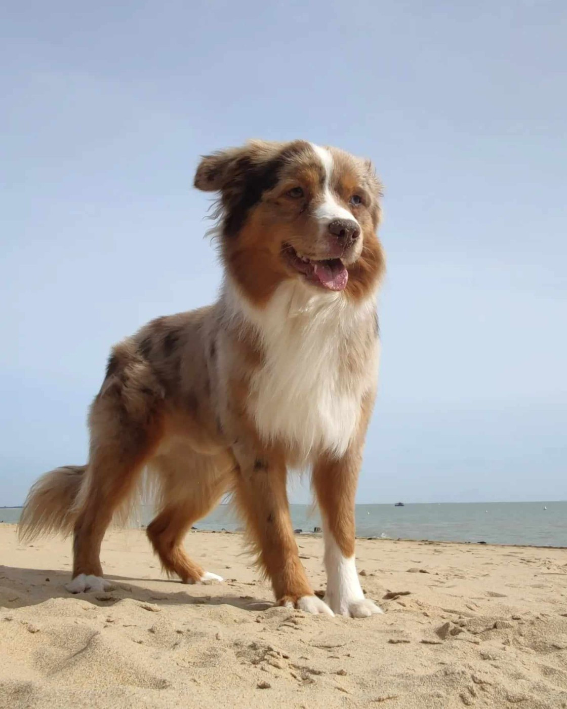 Tiloé au hasard d'éole