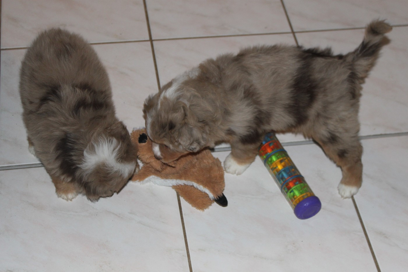 les loulous de Uranie