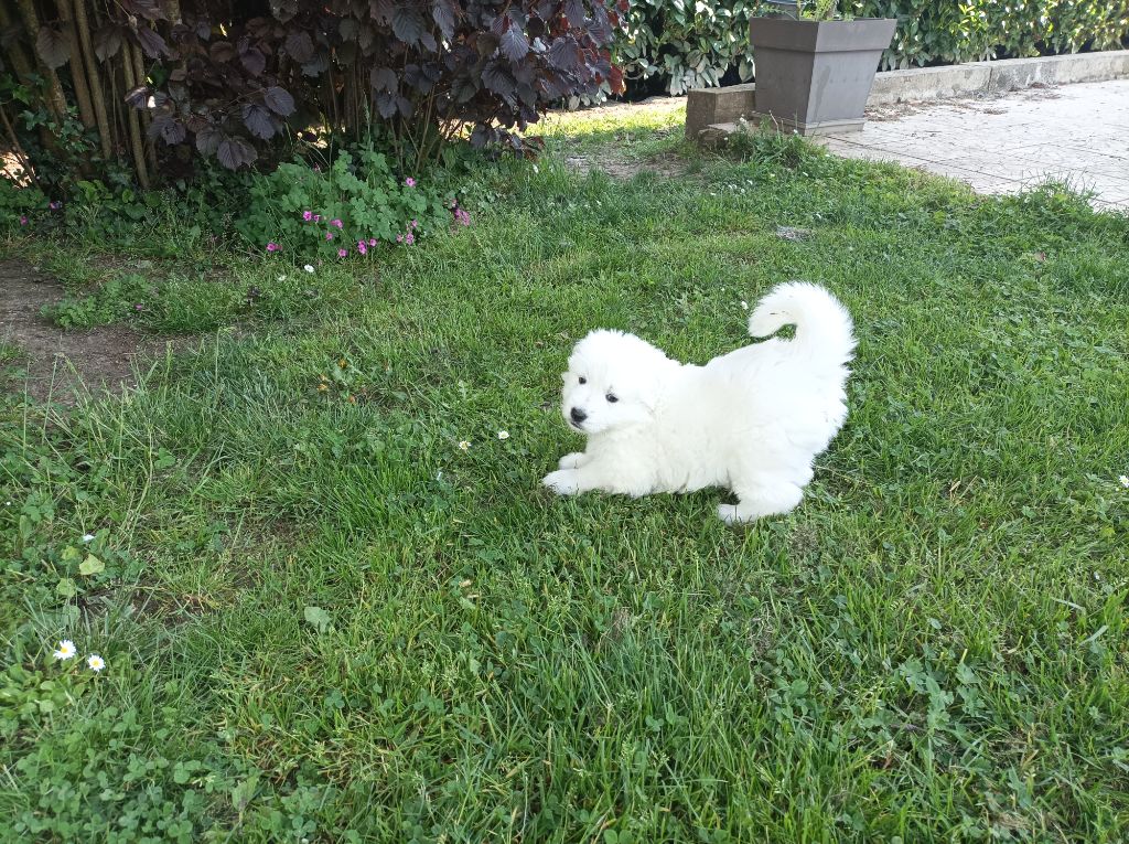 De La Croix Naudin - Chiots disponibles - Berger Blanc Suisse