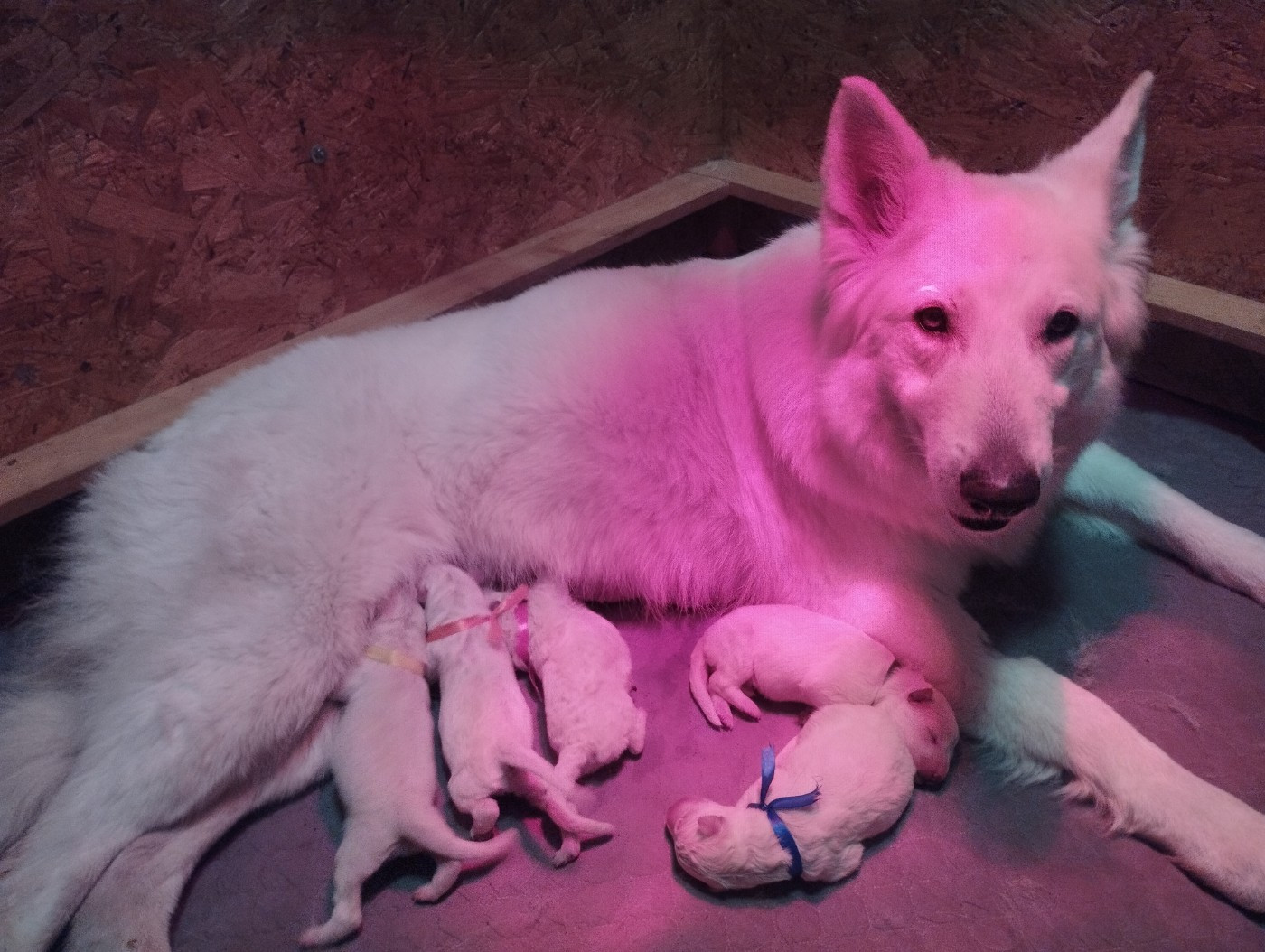 De La Croix Naudin - Chiots disponibles - Berger Blanc Suisse