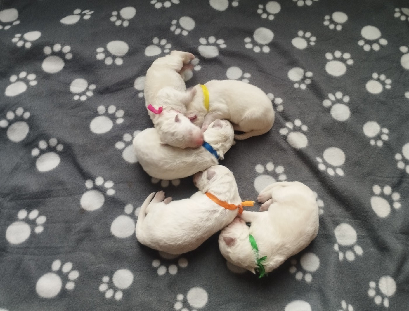 De La Croix Naudin - Chiots disponibles - Berger Blanc Suisse