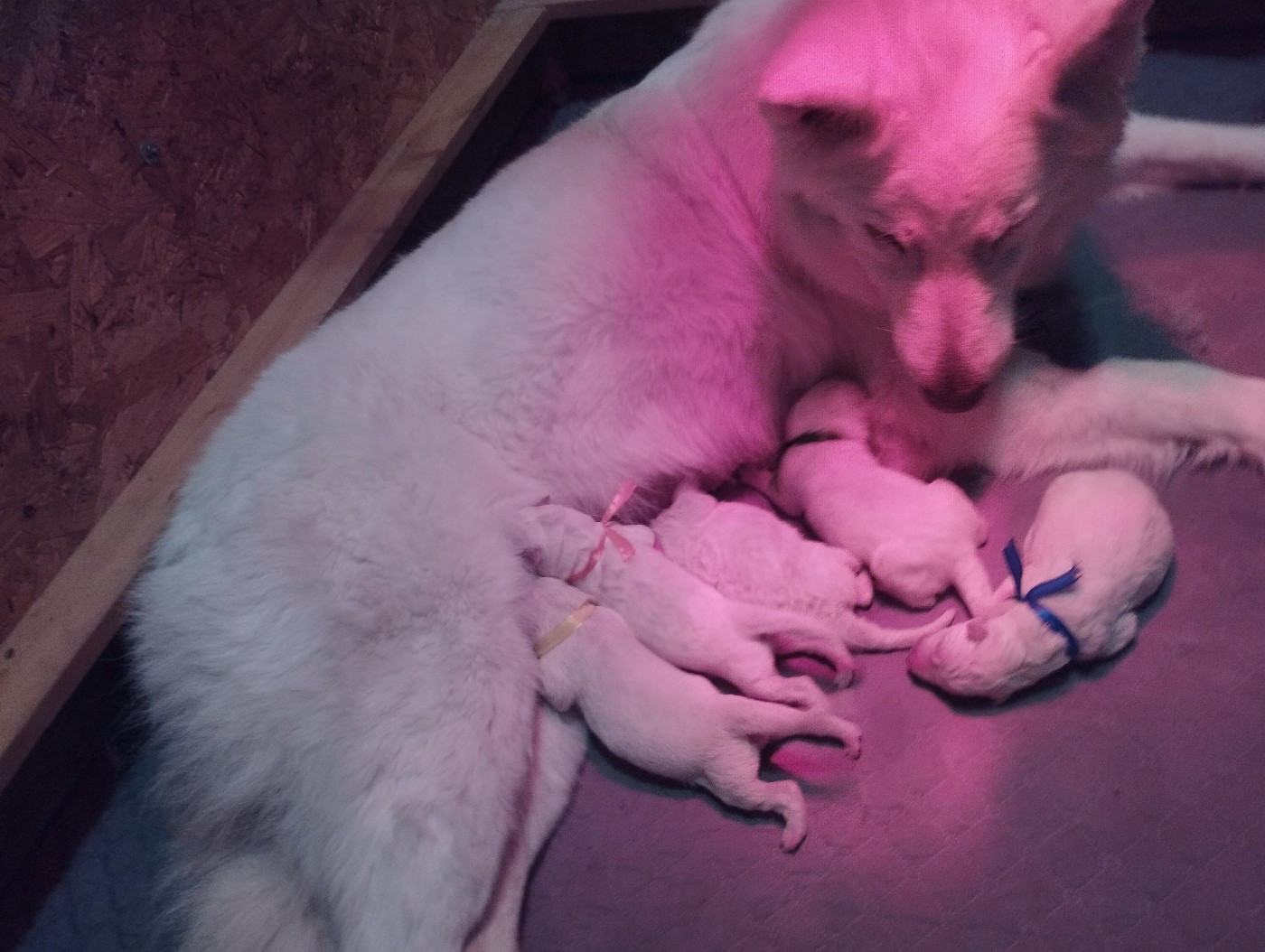 Chiot Berger Blanc Suisse De La Croix Naudin