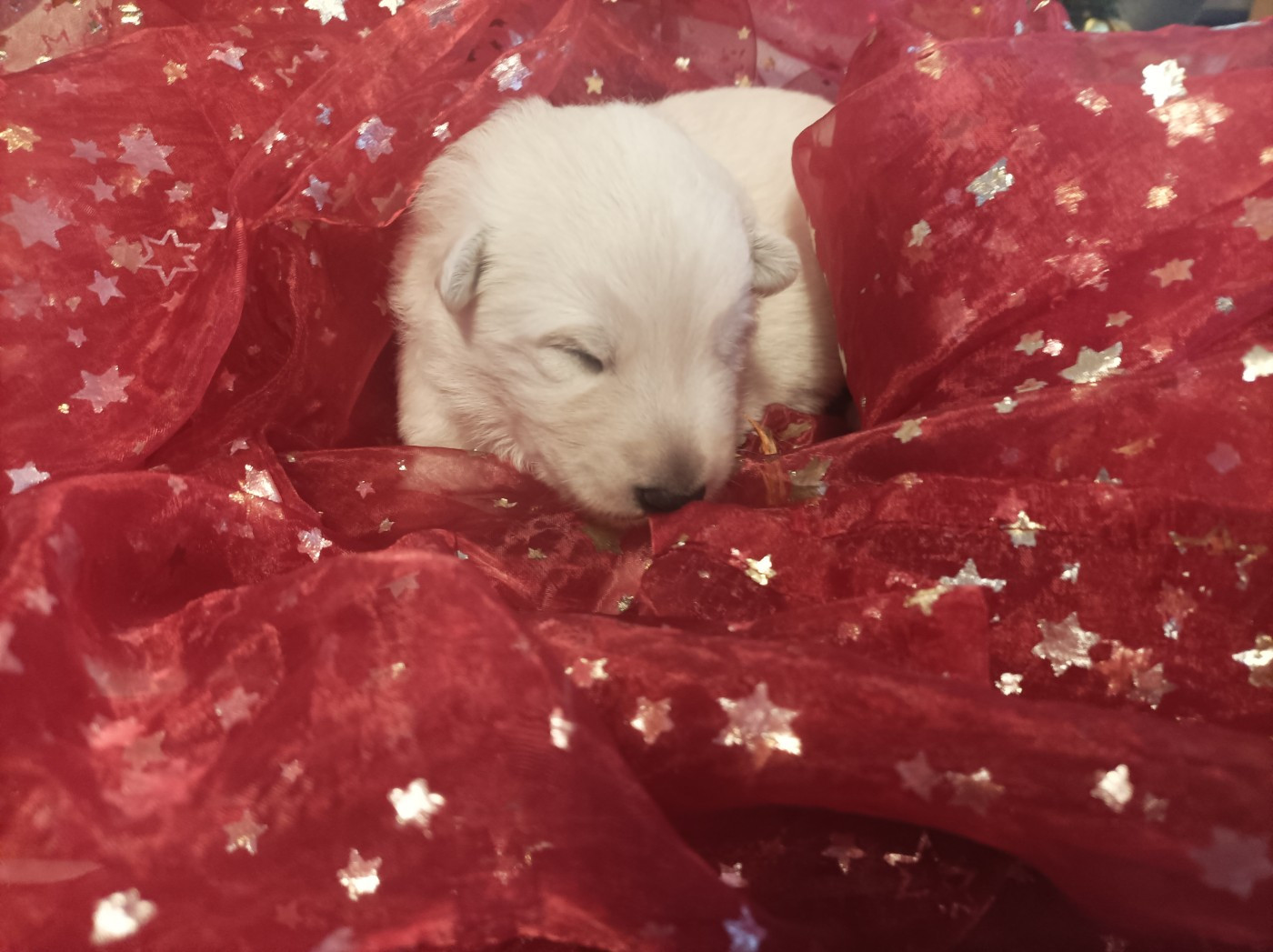 De La Croix Naudin - Chiots disponibles - Berger Blanc Suisse