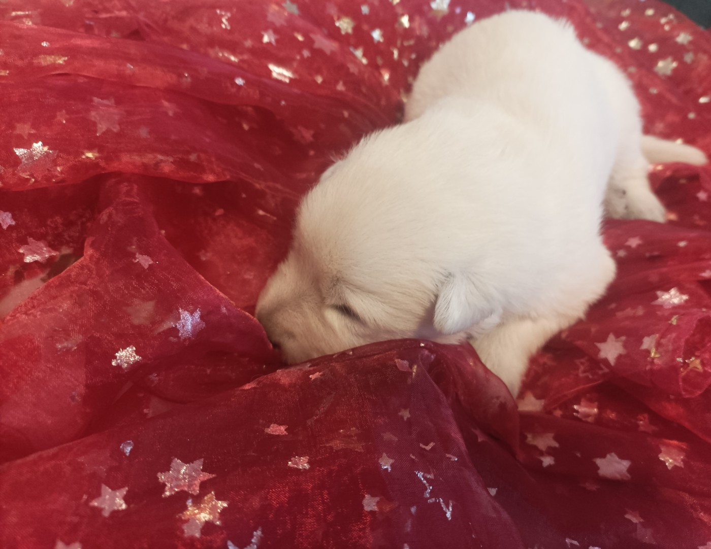 De La Croix Naudin - Chiots disponibles - Berger Blanc Suisse