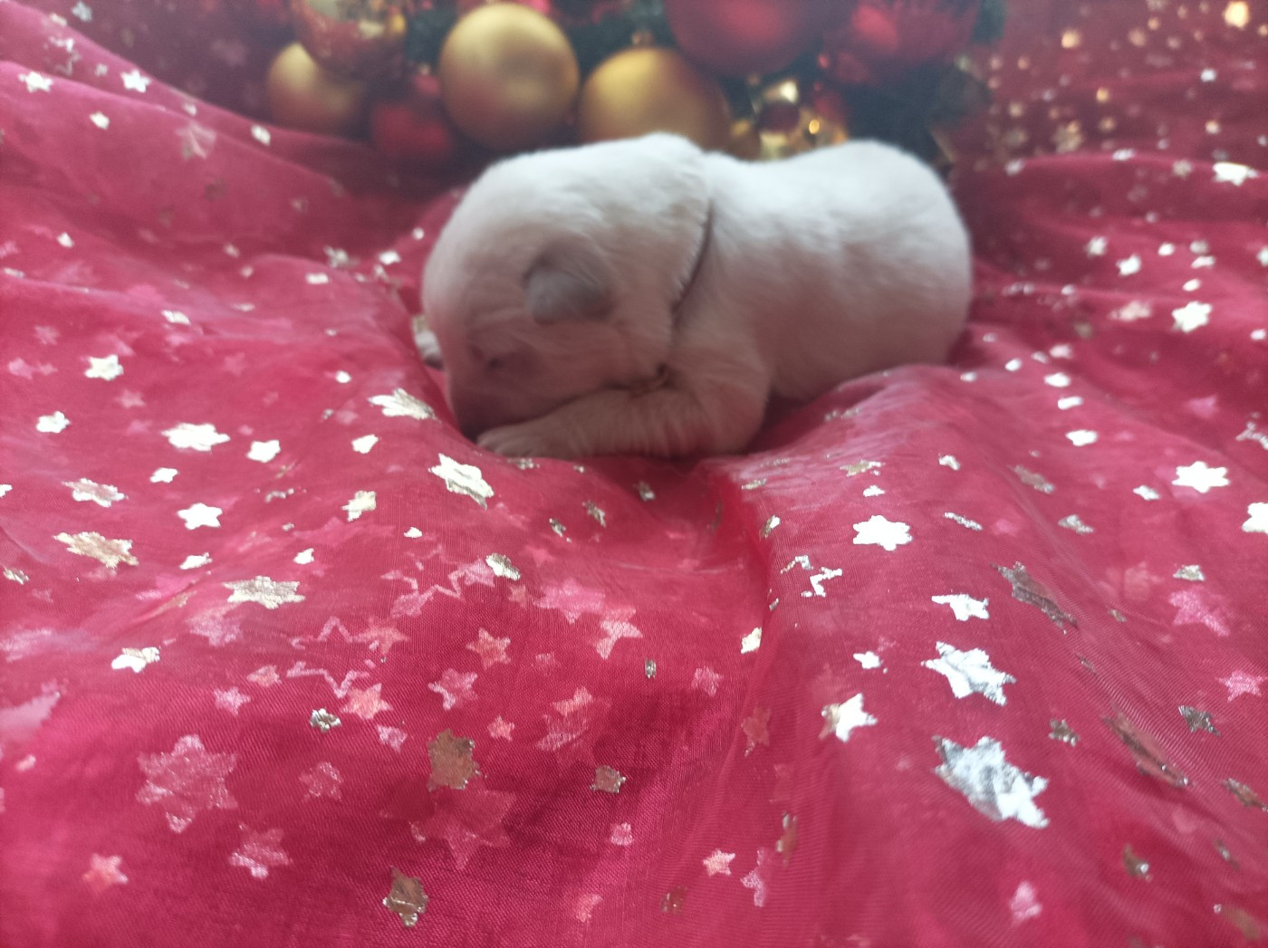 De La Croix Naudin - Chiots disponibles - Berger Blanc Suisse