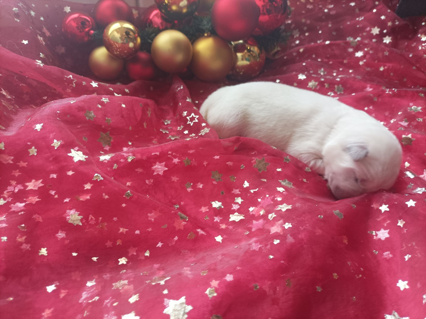 De La Croix Naudin - Chiots disponibles - Berger Blanc Suisse