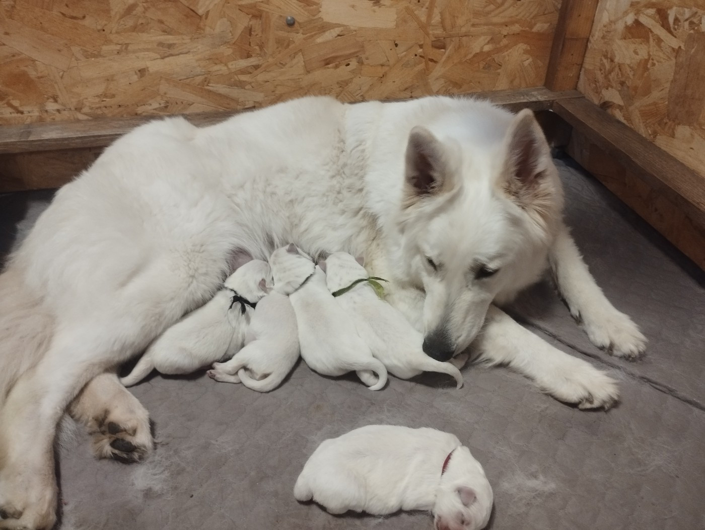 Chiot Berger Blanc Suisse De La Croix Naudin