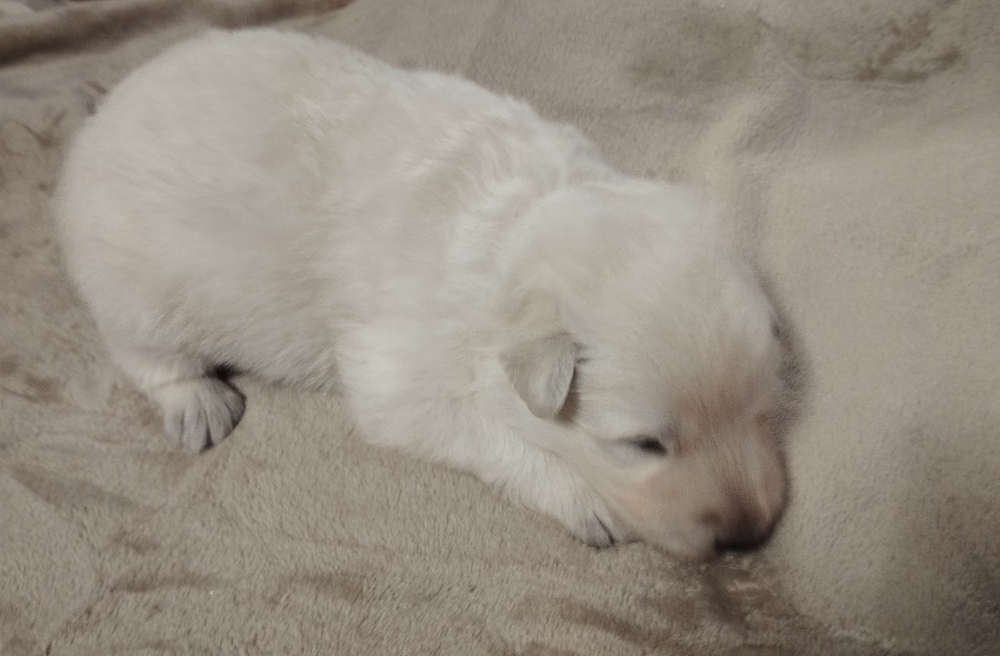 De La Croix Naudin - Chiots disponibles - Berger Blanc Suisse