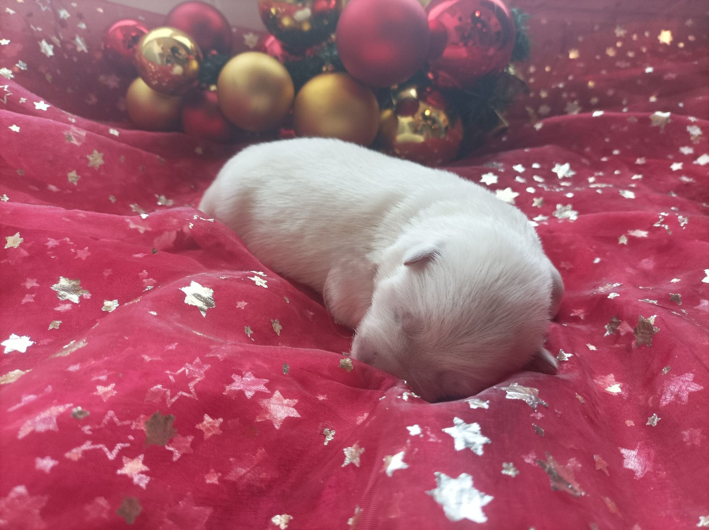 De La Croix Naudin - Chiots disponibles - Berger Blanc Suisse