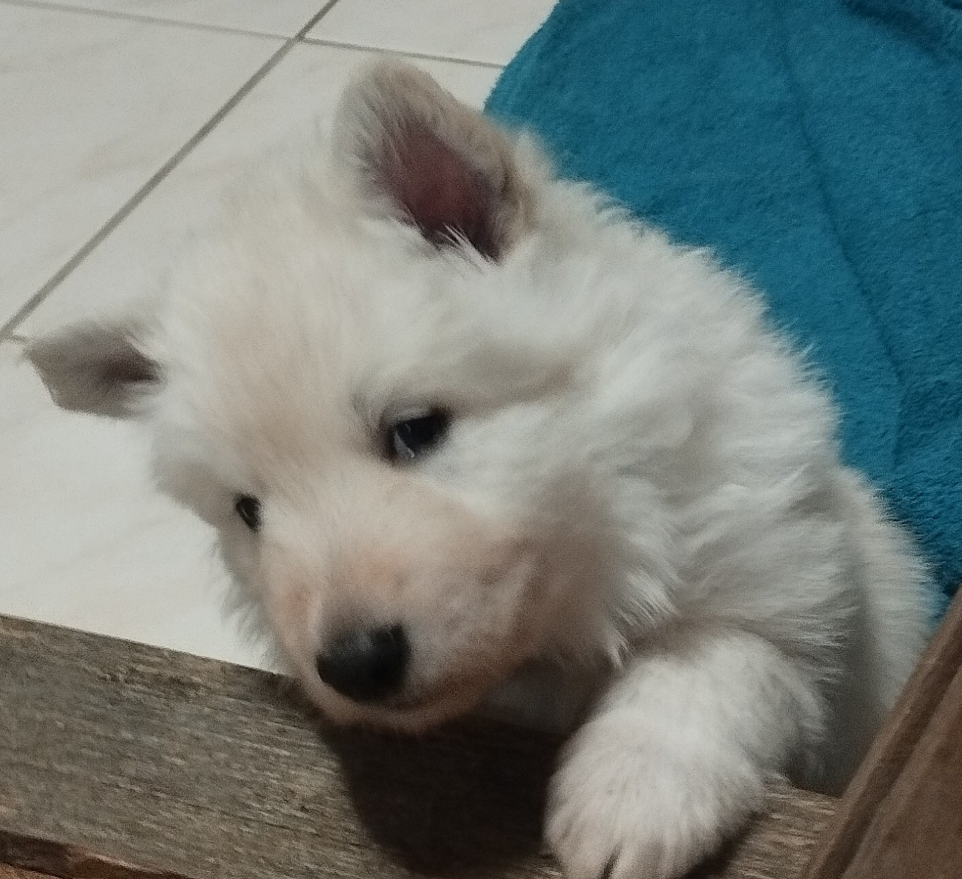 De La Croix Naudin - Chiots disponibles - Berger Blanc Suisse