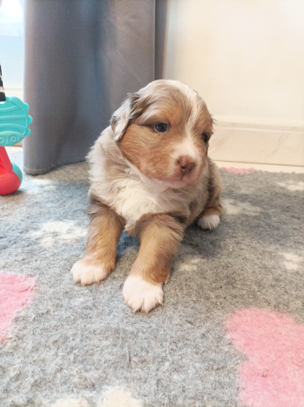 De La Croix Naudin - Chiots disponibles - Berger Américain Miniature 