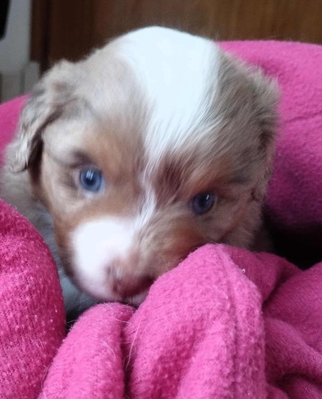 De La Croix Naudin - Chiots disponibles - Berger Américain Miniature 