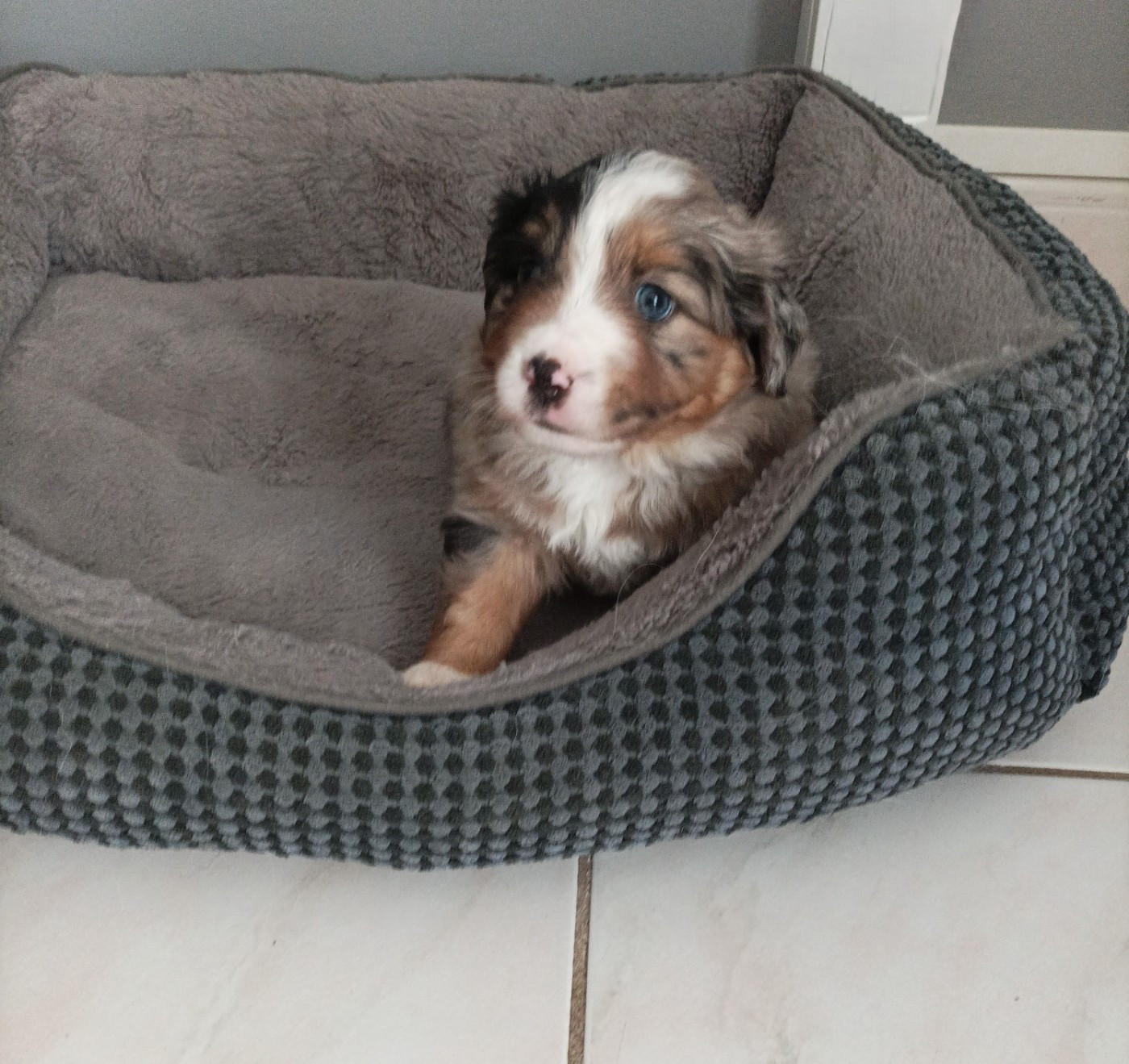 De La Croix Naudin - Chiots disponibles - Berger Américain Miniature 