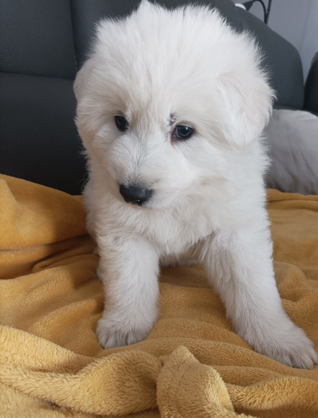 De La Croix Naudin - Chiots disponibles - Berger Blanc Suisse