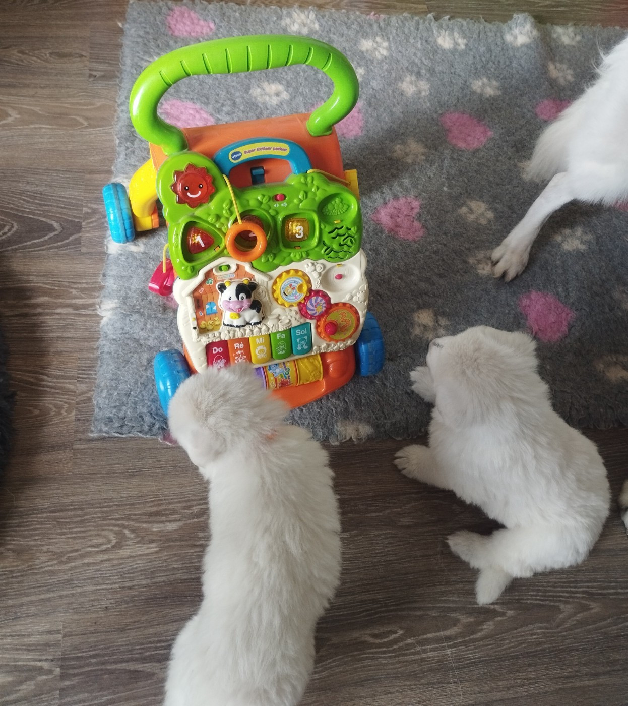 De La Croix Naudin - Berger Blanc Suisse - Portée née le 18/12/2025