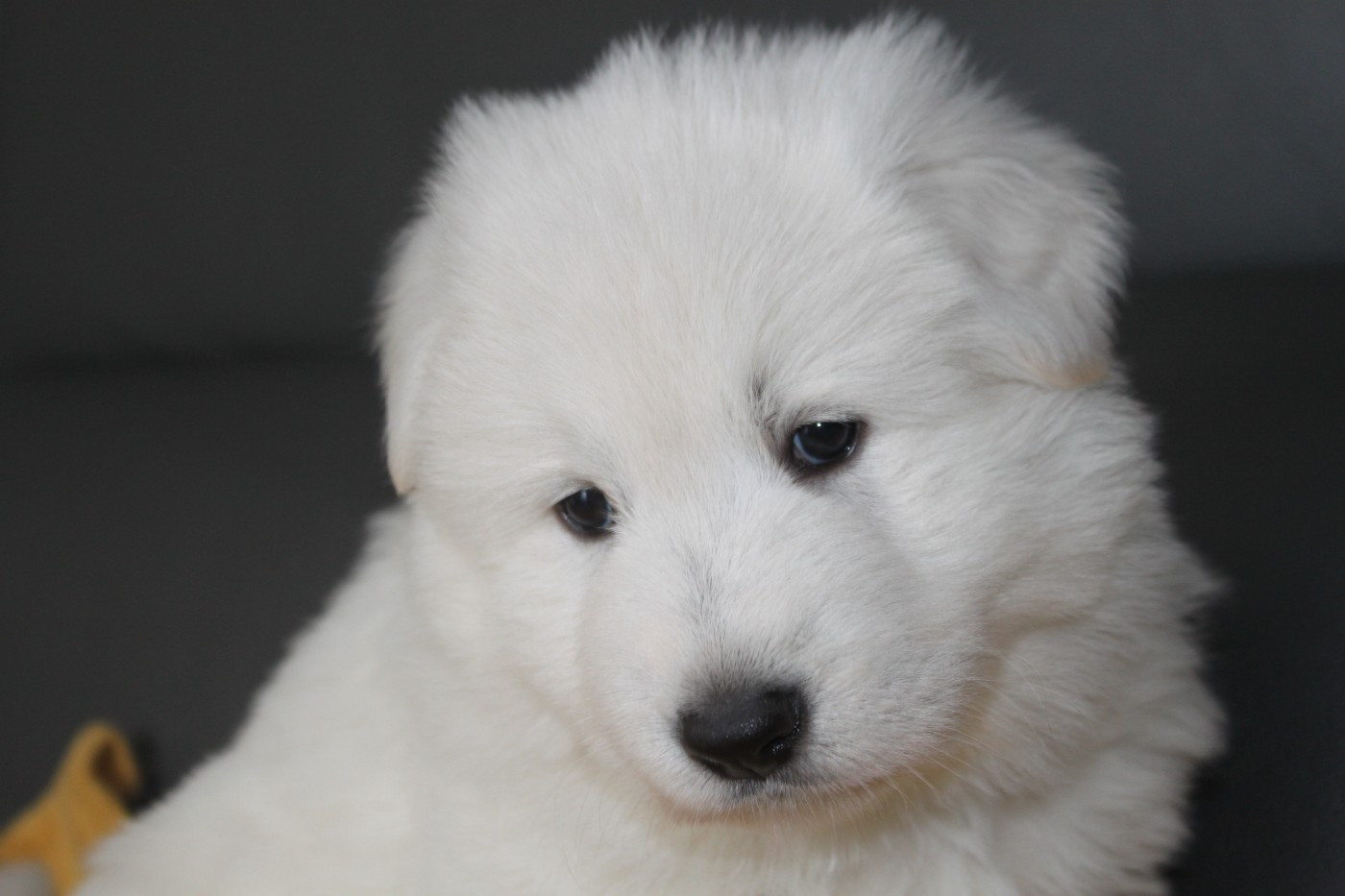 De La Croix Naudin - Chiots disponibles - Berger Blanc Suisse