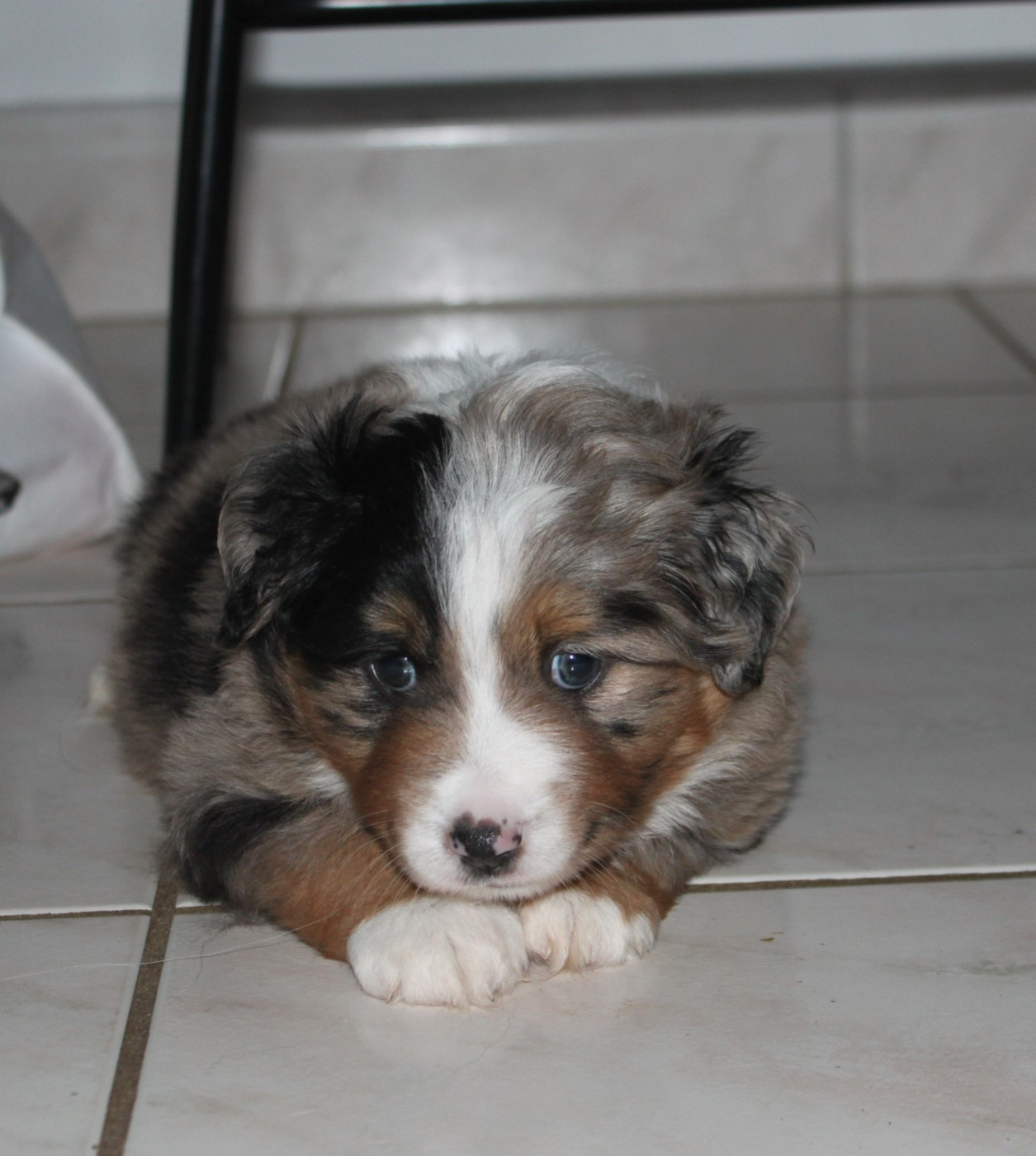 De La Croix Naudin - Chiots disponibles - Berger Américain Miniature 