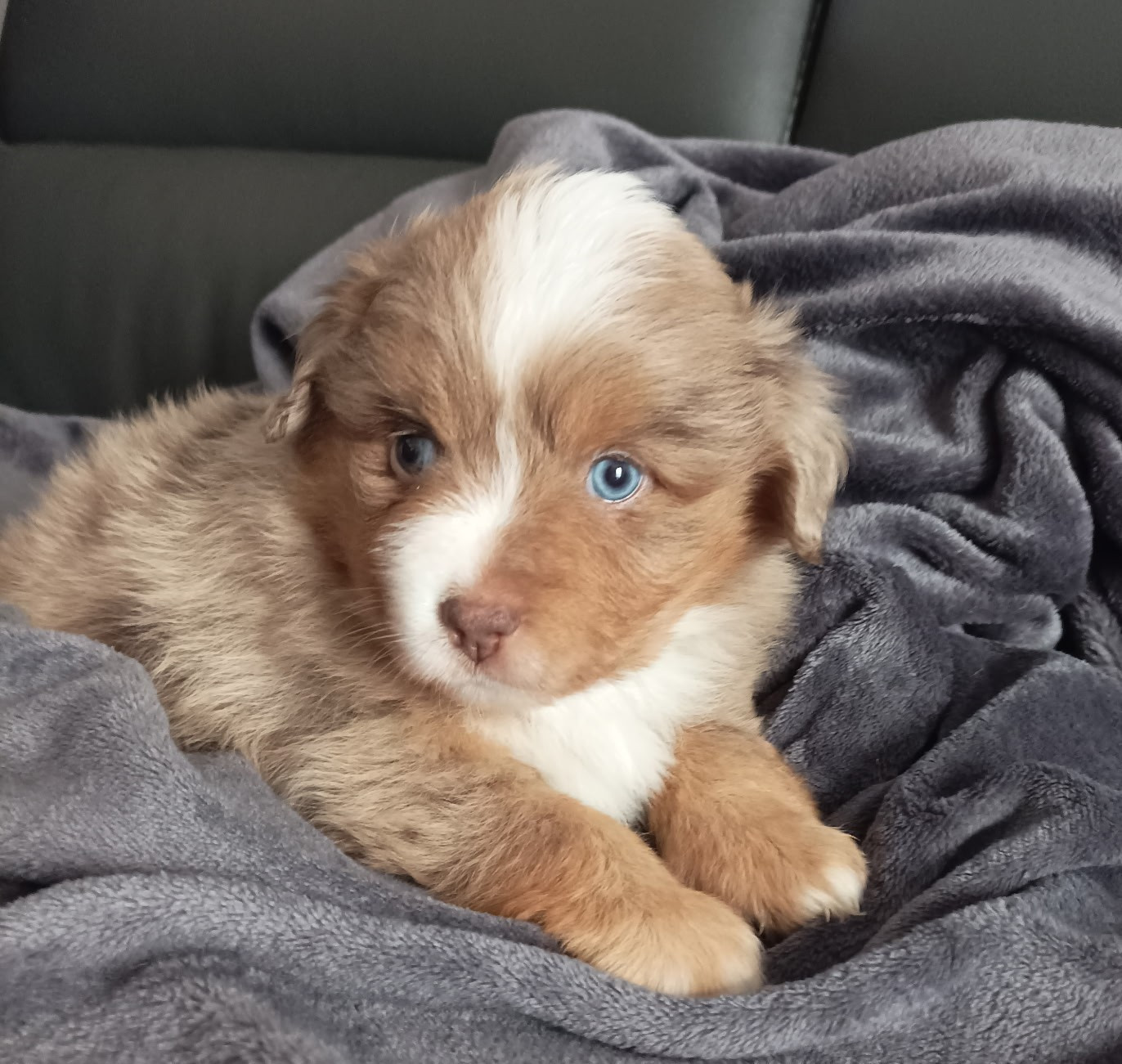 De La Croix Naudin - Chiots disponibles - Berger Américain Miniature 