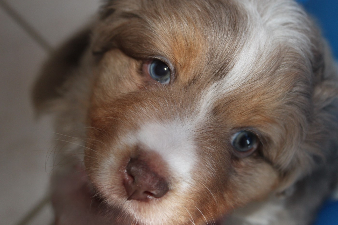 De La Croix Naudin - Chiots disponibles - Berger Américain Miniature 