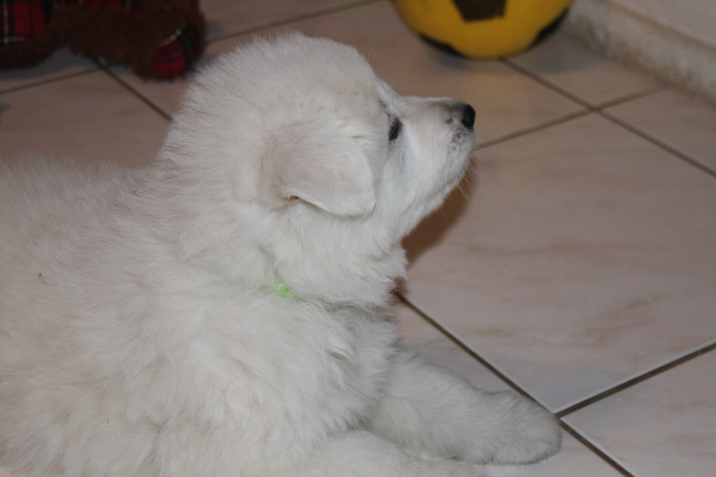 De La Croix Naudin - Chiots disponibles - Berger Blanc Suisse
