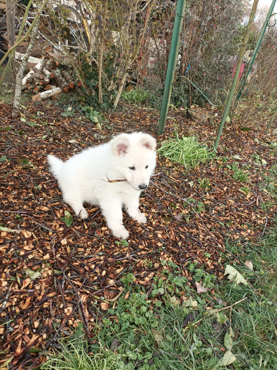 De La Croix Naudin - Berger Blanc Suisse - Portée née le 09/12/2025