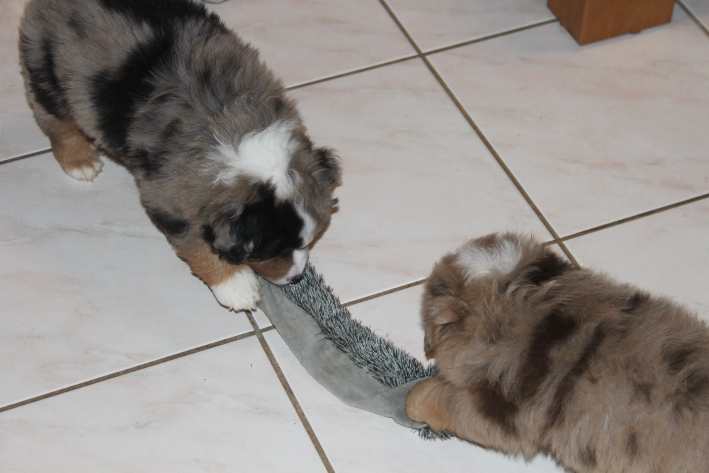 Chiot Berger Américain Miniature  De La Croix Naudin