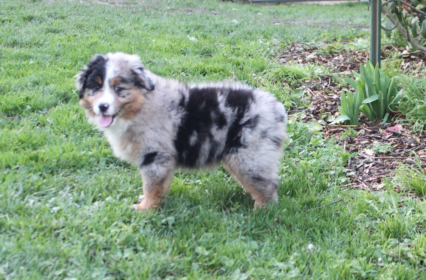 De La Croix Naudin - Chiots disponibles - Berger Américain Miniature 