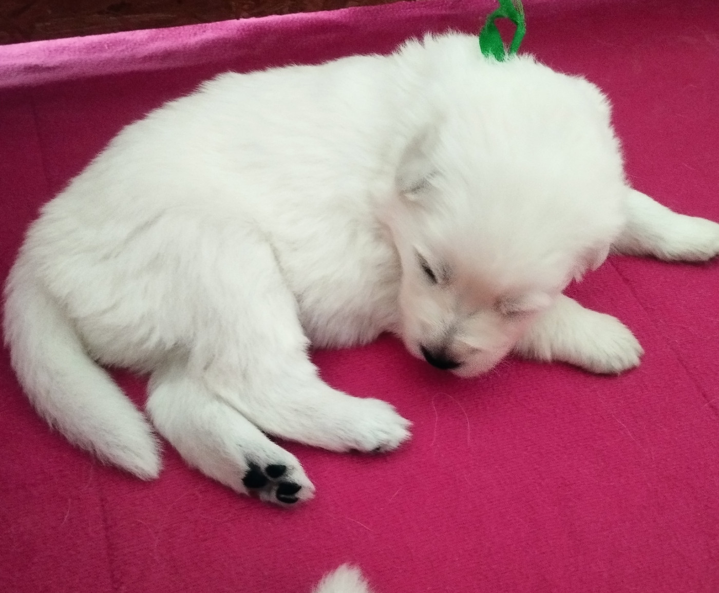 De La Croix Naudin - Chiots disponibles - Berger Blanc Suisse