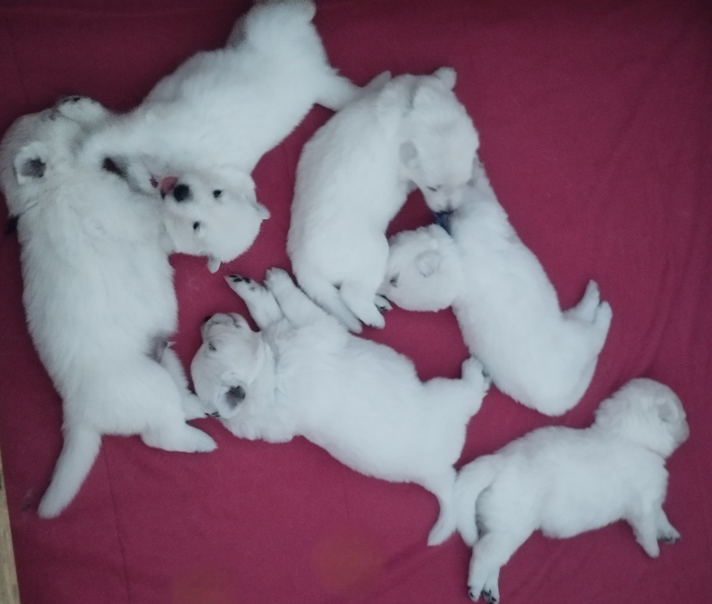 De La Croix Naudin - Chiots disponibles - Berger Blanc Suisse