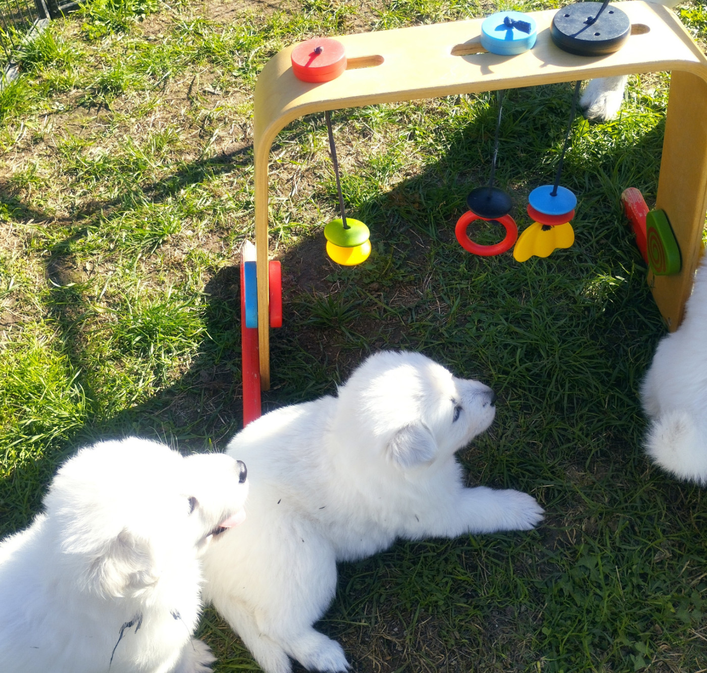 De La Croix Naudin - Chiots disponibles - Berger Blanc Suisse