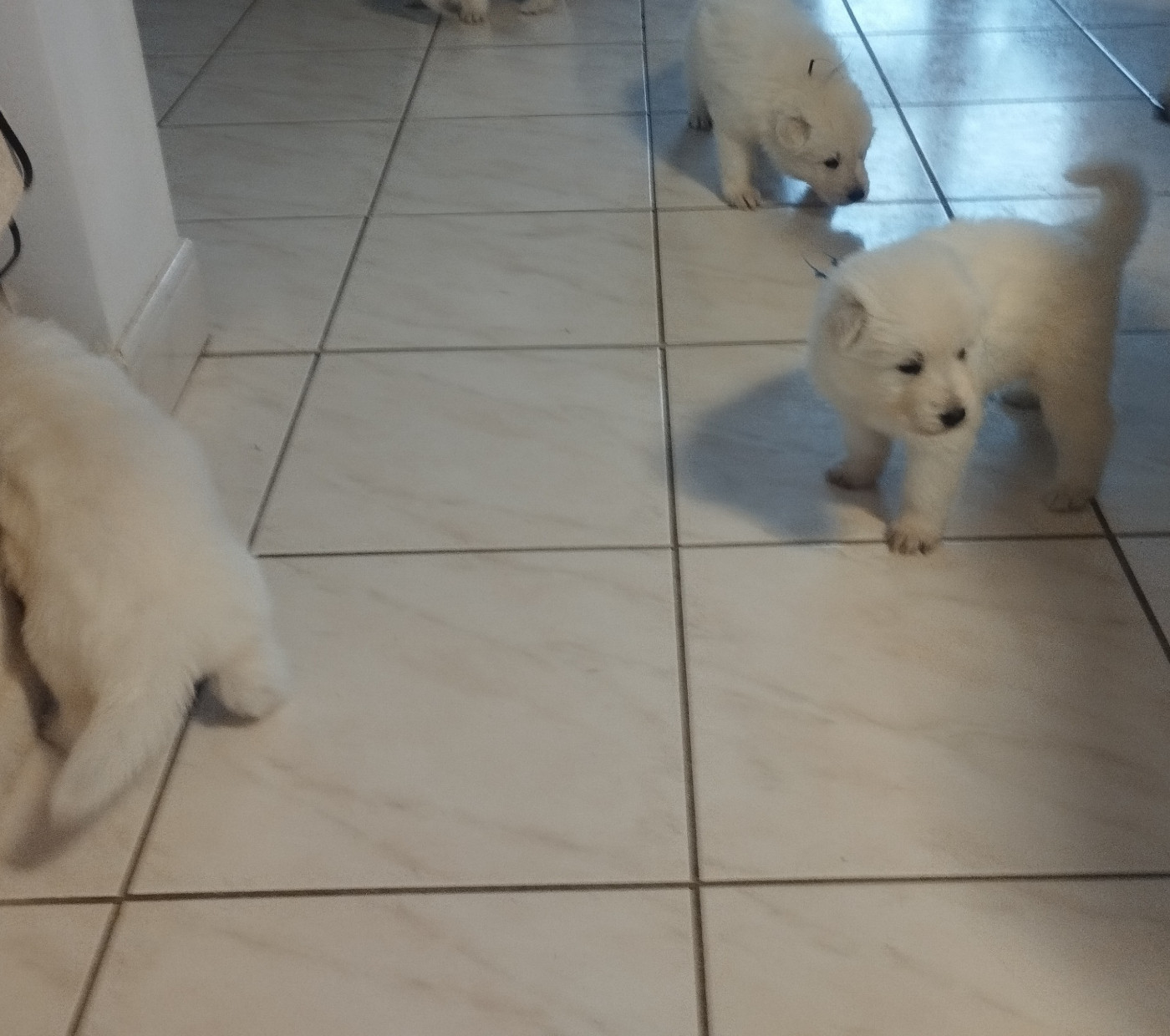 De La Croix Naudin - Chiots disponibles - Berger Blanc Suisse