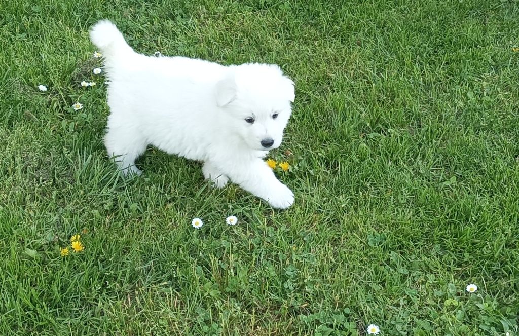 De La Croix Naudin - Chiots disponibles - Berger Blanc Suisse