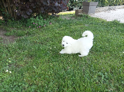 CHIOT