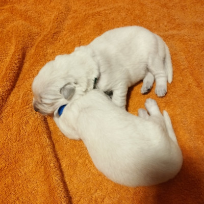 Chiot N°2