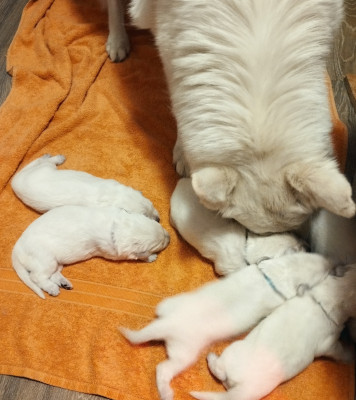 Chiot N°5