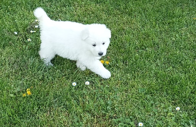 CHIOT