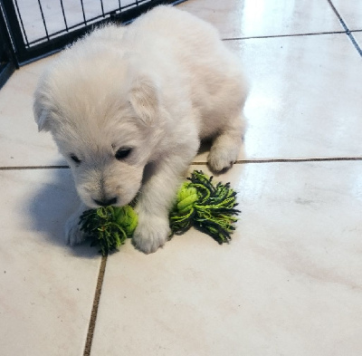 CHIOT